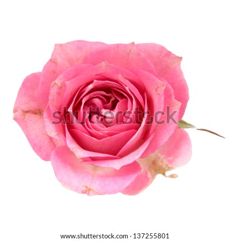 Single pink rose in vertical isolated over white background
