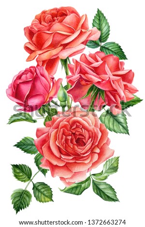 bouquet of roses on an isolated white background, watercolor hand drawing, botanical painting