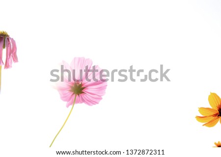 Pink cosmos with the beautiful at sunlight on white background.