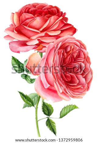 bouquet of roses on an isolated white background, watercolor hand drawing, botanical painting, vintage card
