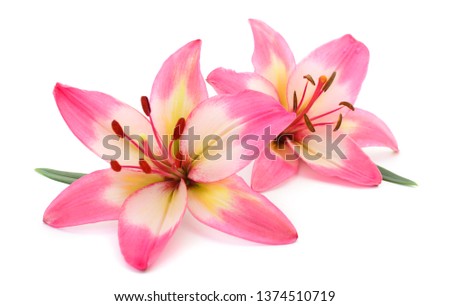 Two pink  lily isolated on white background.