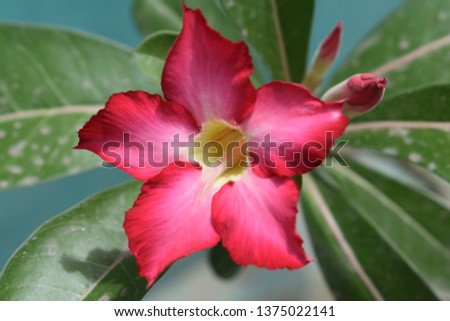 Adenium obesum is a species of flowering plant in the dogbane family