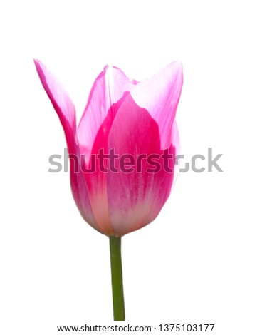 Pink tulip on white background isolated , single flower