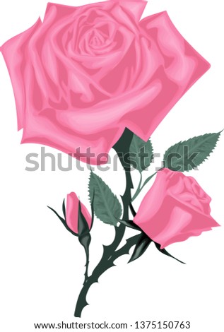 Pink rose on a white background vector. Beautiful bouquet with roses and leaves 