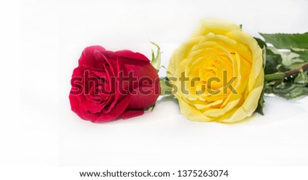 Red rose and yellow rose on white background