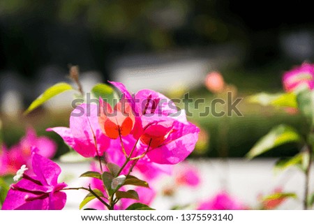 Bougainvillea flower from Thailand