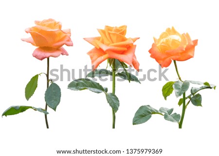Orange rose isolated on the white background. Photo with clipping path.