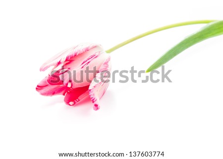Beautiful pink violet tulip isolated isolated on white background