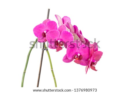 Purple orchid with isolated white background
