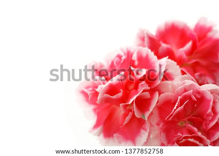 pink carnation on a white background