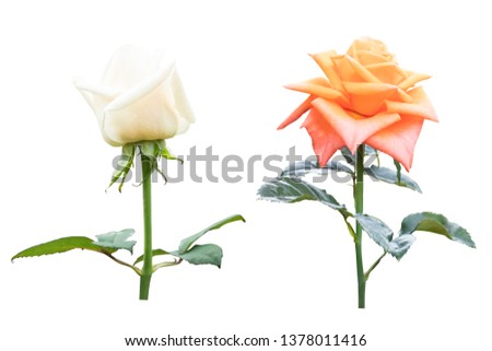 Blurred for Background.White and Orange rose isolated on the white background. Photo with clipping path.