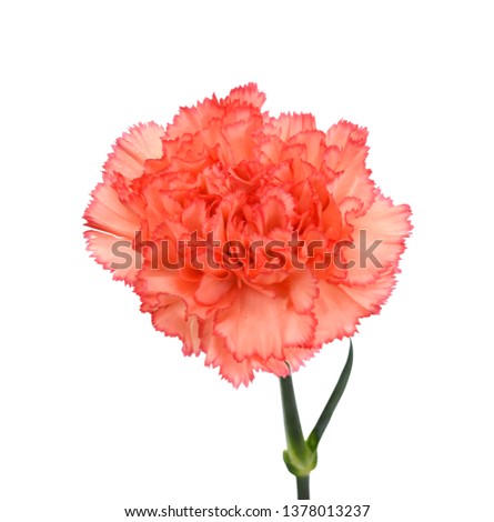 beautiful carnation flower isolated on white background