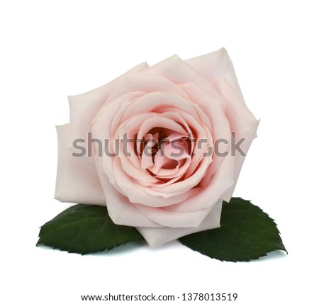 Close up blooming rose flower isolated on white background