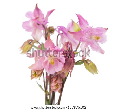 Flowers bells isolated on a white background