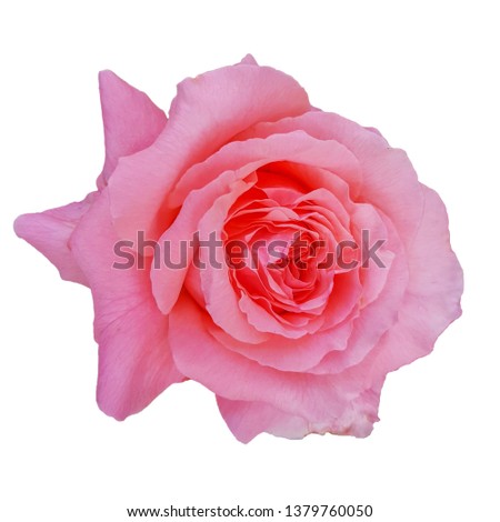 The head of a pink rose bud blooming isolated on white bacground