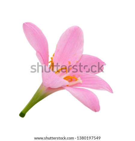 Pink flower isolated on white background