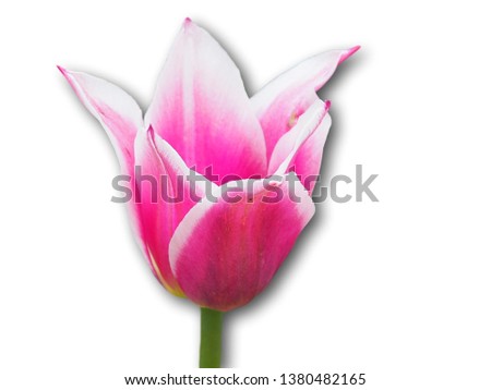 Tulip flower isolated close up