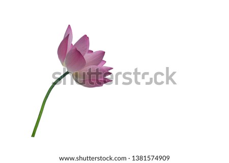 A beautiful pink lotus clipping path on white background