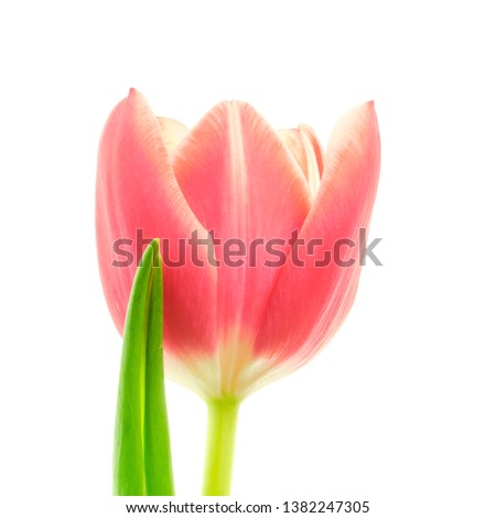 Beautiful coral red color blooming tulip flower with green leaf isolated on white background