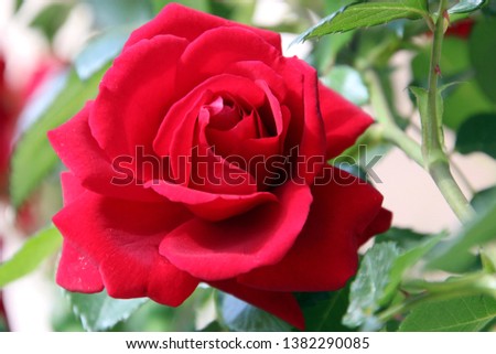 Red Roses Flowers in Summer 