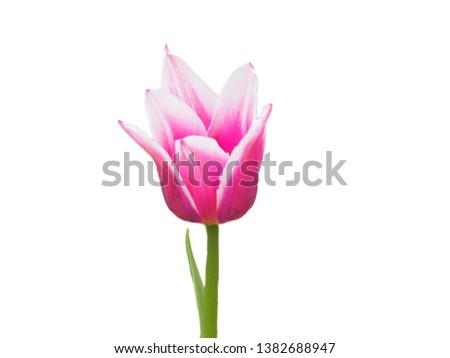 Tulip flower isolated on a plain white background.