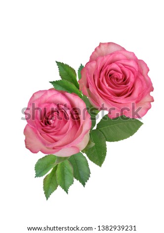 A bouquet of pink roses on a white background. Isolated.