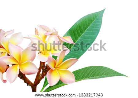 Tropical Plumeria Flowers with Green leaves Isolated on White Background