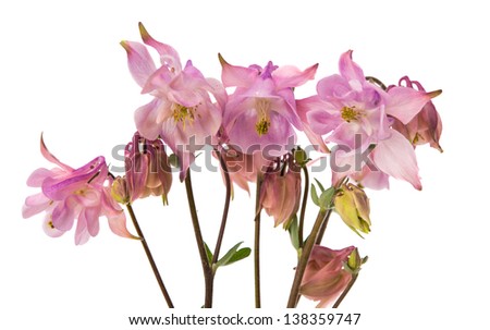 Flowers bells isolated on a white background