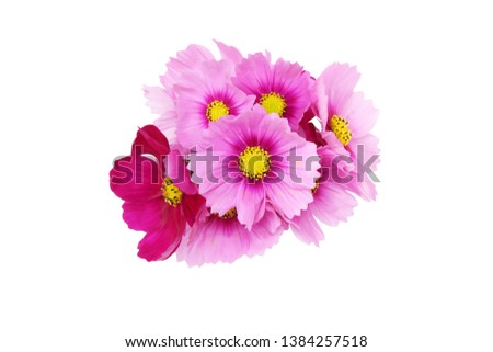 bouquet of cosmos in a white background