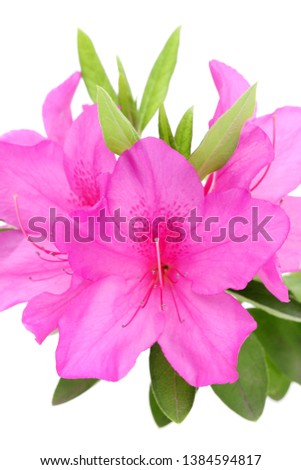 photo of a blooming purple azalea flower isolated on white background