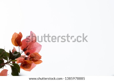 single bougainvillea with a white sky background