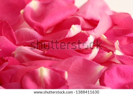 Petal. Background or texture of rose petals. Fresh flowers.