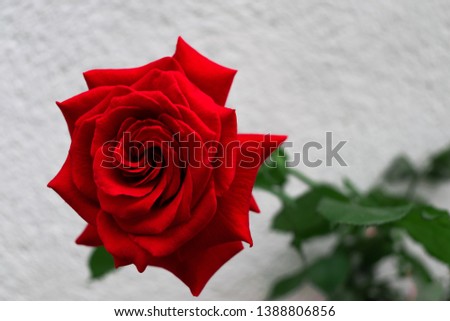 Red rose with white background.