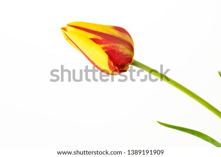 Tulips flower. red and yellow with green leaves isolated on white background.