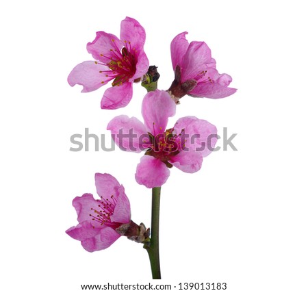 Branch with pink blossoms isolated on white
