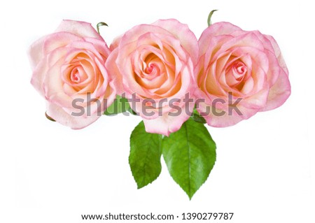 pink roses bunch isolated on white background