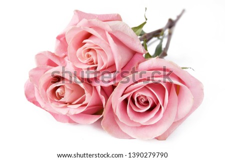 pink roses bunch isolated on white background