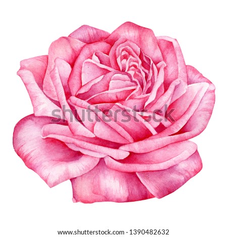  
Large pink rose flower isolated on white background. Watercolor, hand-drawn illustration.