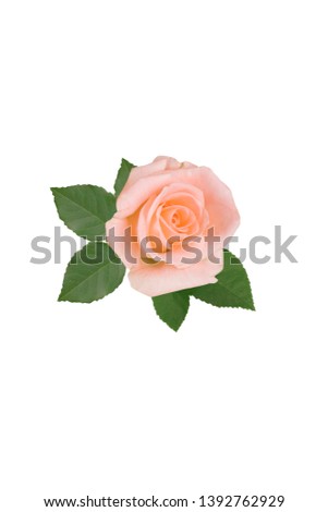
Pink rose on a white background. Isolated