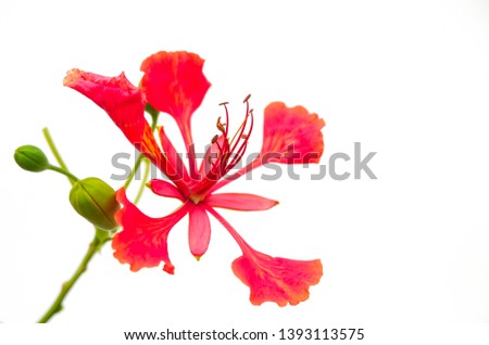Red peacock flowers on white background (Asian flowers)