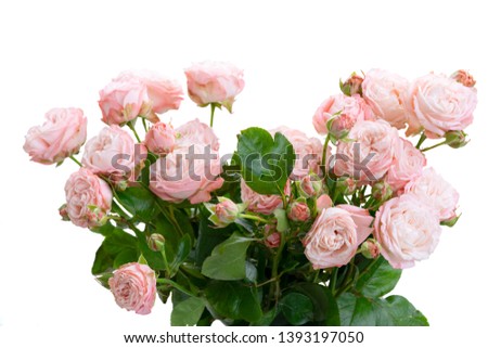 Rose small fresh flowers bouquet close up isolated on white background