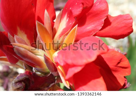 a lucifer canna lily plant with red flowers 5179