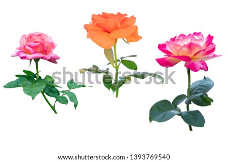 Blurred for Background.Beautiful Pink and Orange rose isolated on the white background. Photo with clipping path.