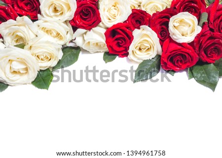 Red and white fresh rose flowers on white background