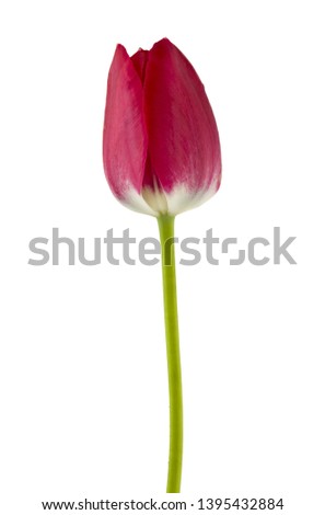 Red tulips isolated on white background close up. Spring flowers.