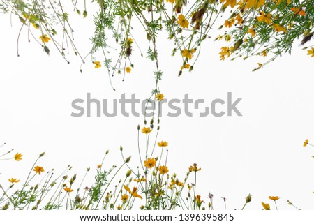 Cosmos blooming field on white background of sunny day.