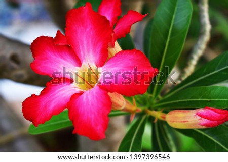 
Pink Adenium in the garden for use as a background image