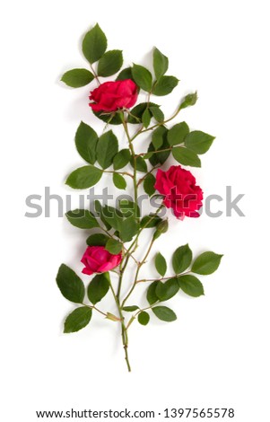 Flowers composition. Pattern made of red roses on white background, flat lay