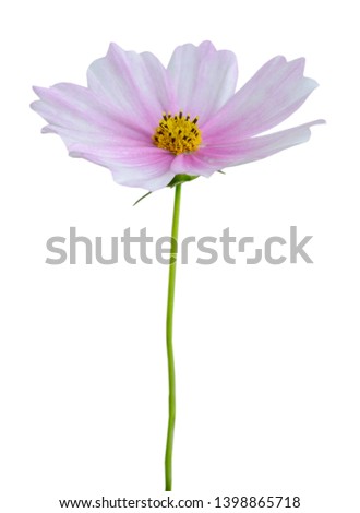 A blooming cosmos flower branch isolate white background