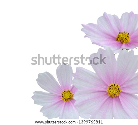 A blooming cosmos flower bunch frame isolated white background
